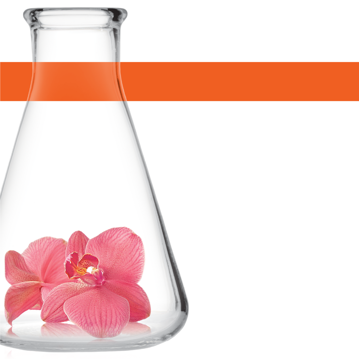 orchid extract is a method for eternal youth?